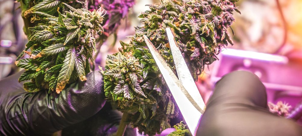 Manicurado de marihuana Manicura del cannabis