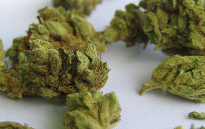 Drying Cannabis Buds: What it is and How it is Done