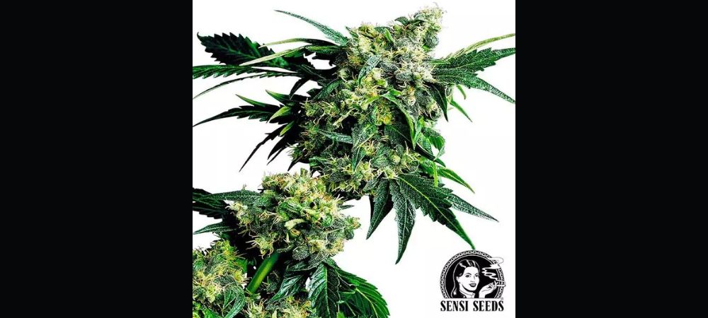 varietà più produttive Mr.Nice G13 x Hash Plant regular