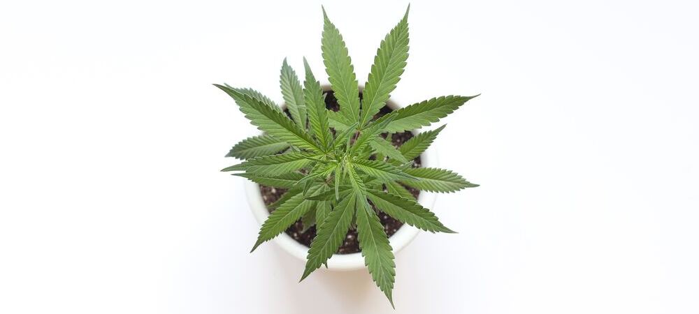 pre-flowering phase