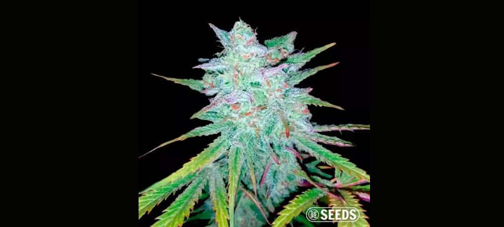 Auto Gelato XXL semilas indoor