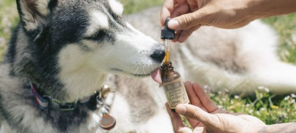 CBD para cães com epilepsia
