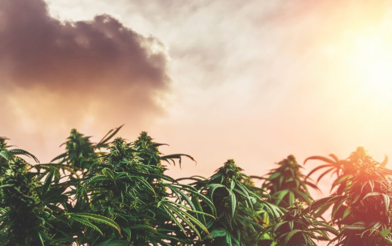 Noticias Cannábicas