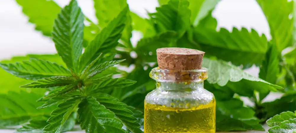 Come fare l'olio di cannabis