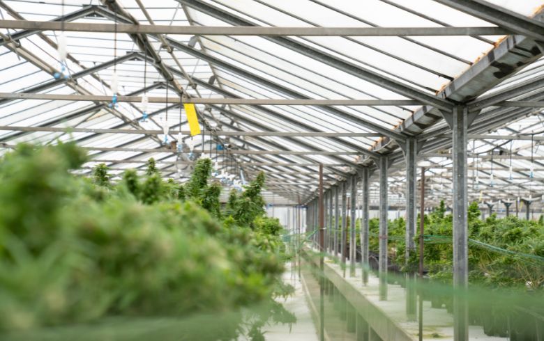 Como cultivar marijuana?