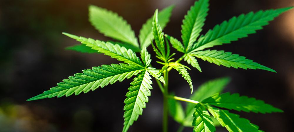 Cuando comienza la floración outdoor