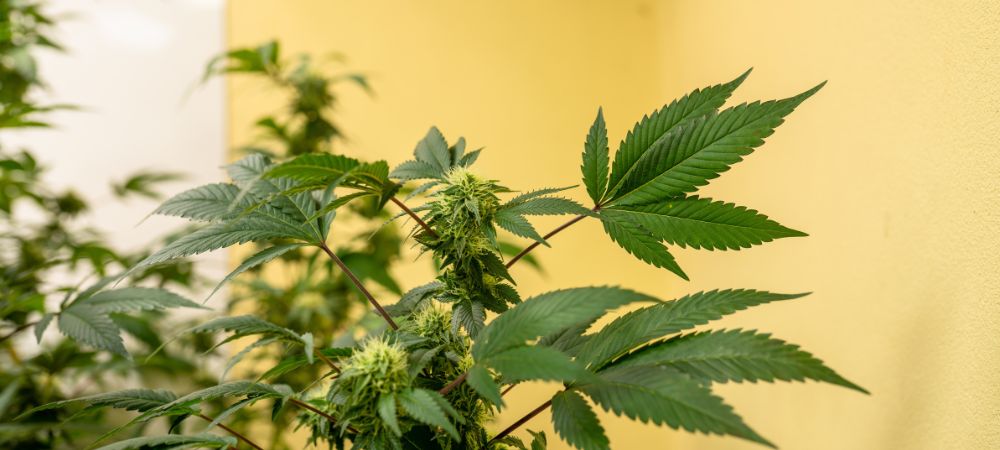 Cuántas plantas de marihuana puedo tener legalmente en España