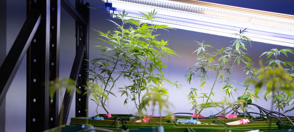 plantas de marihuana legales