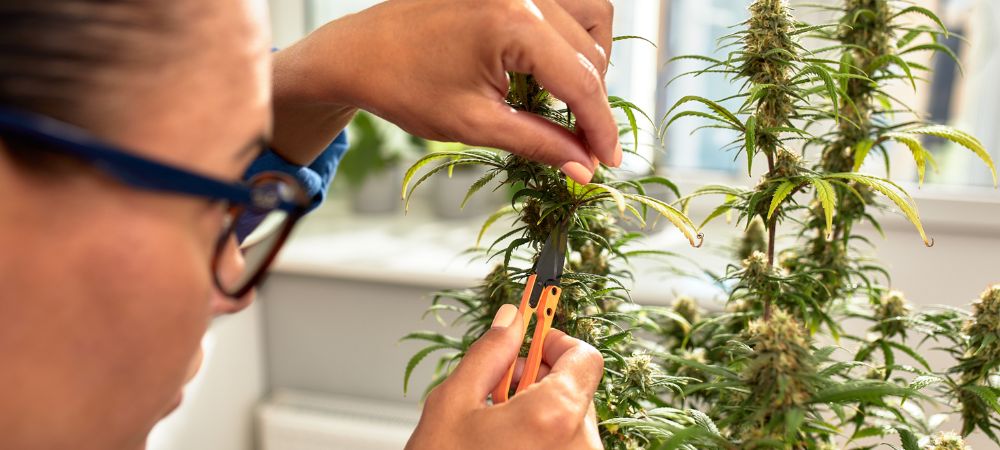 mujer cortando planta de marihuana en casa