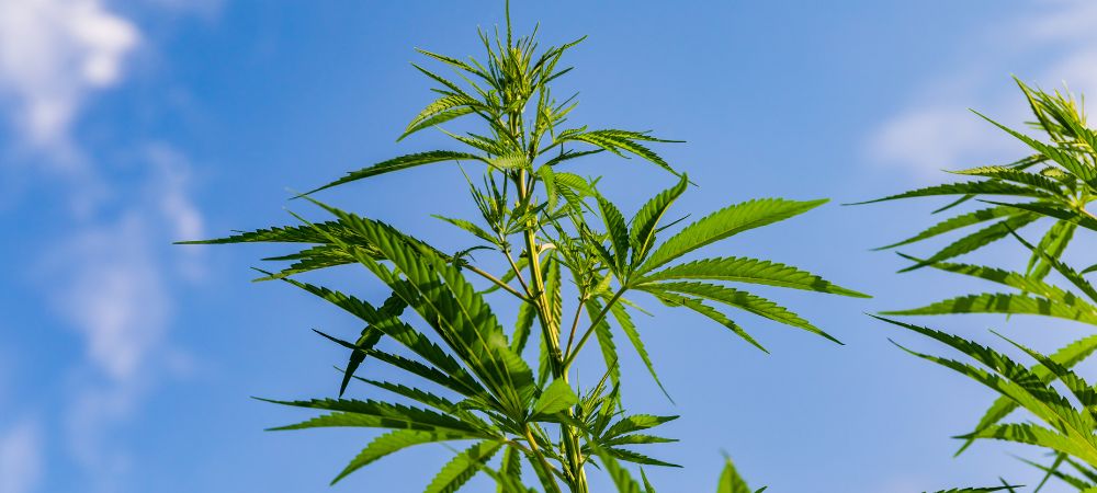 Cultivo de cannabis outdoor