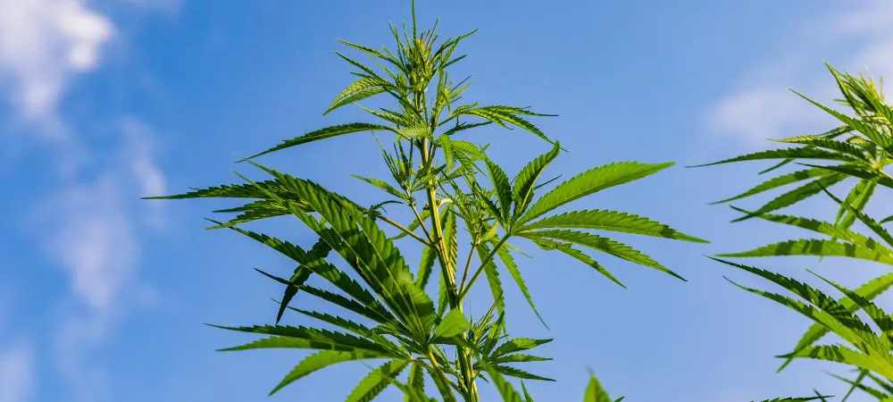 Cultivo di cannabis outdoor