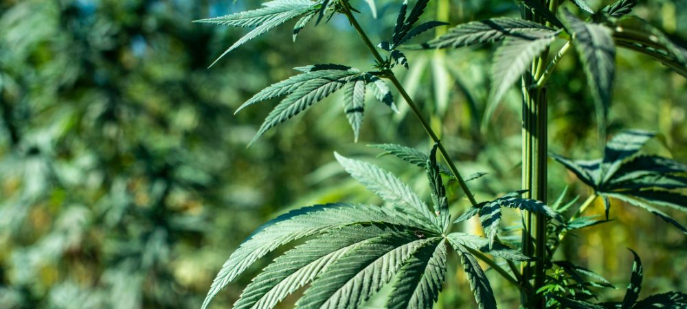 cultivo exterior cannabis sativa