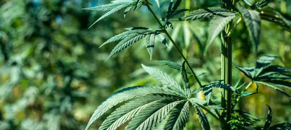 culture extérieure cannabis sativa