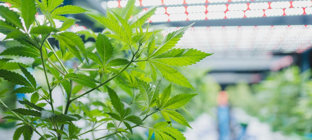 Cultivo indoor en factores