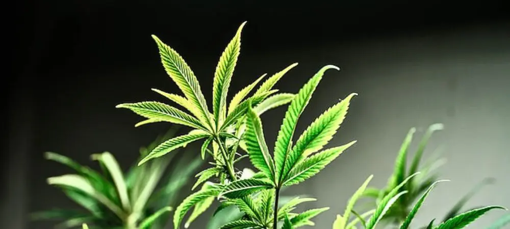 Indoor LED grow in each stage