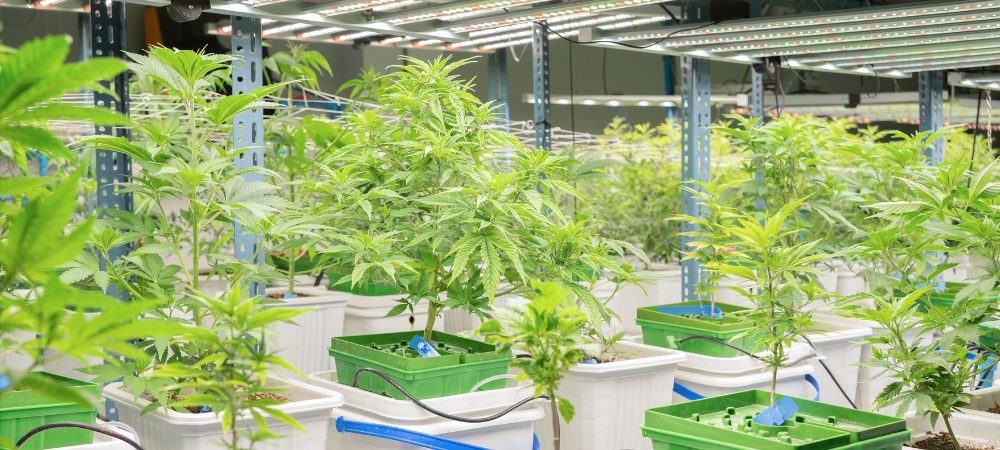 cultivo interior cannabis sativa