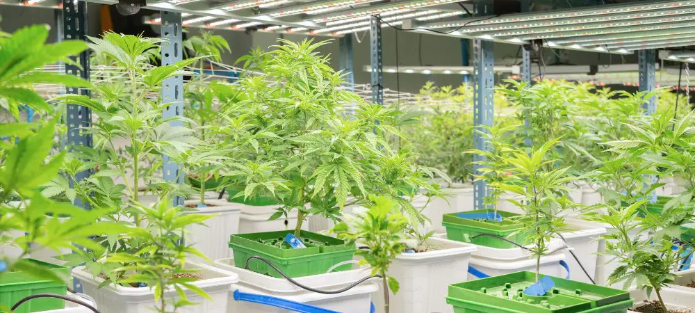 culture intérieure cannabis sativa