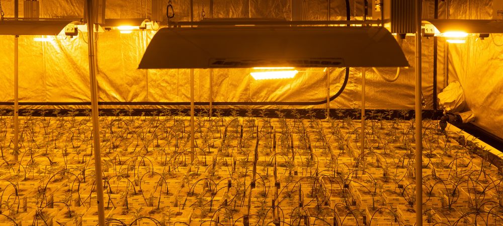 Cultivo de marihuana