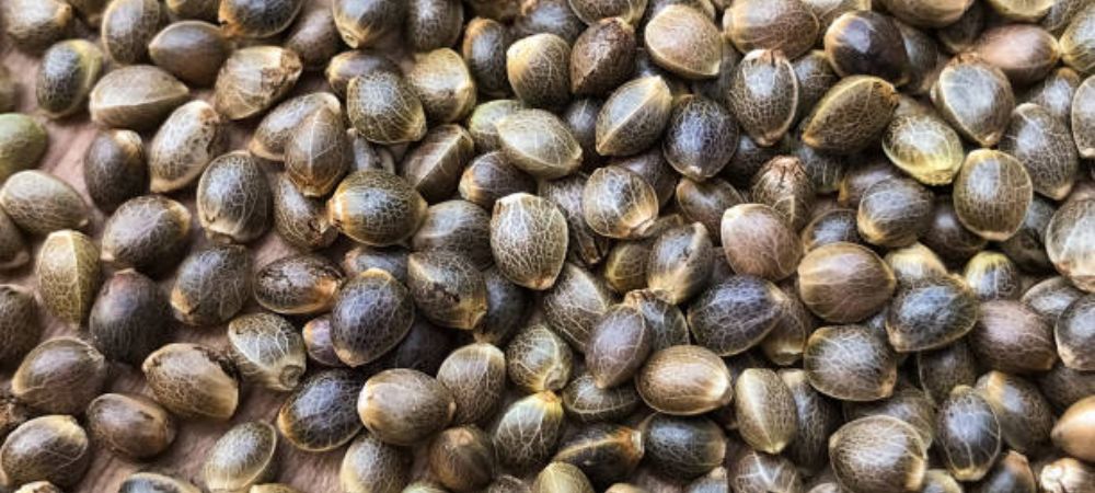 Differences between feminized and automatic seeds