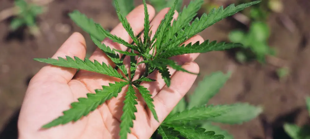 caractéristiques du cannabis sativa