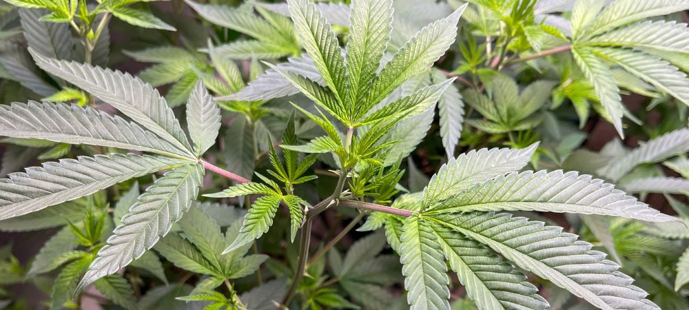 Inicio de la floración en exterior