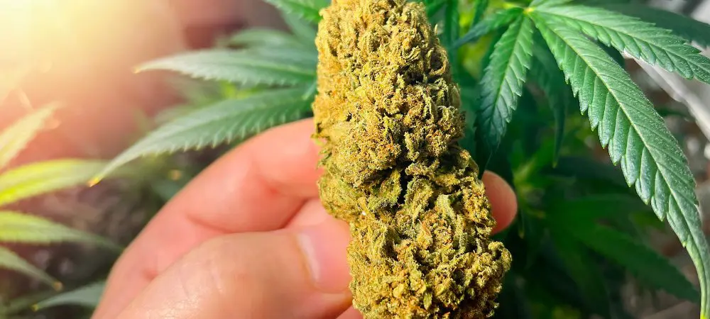 El curado de la marihuana curado de marihuana