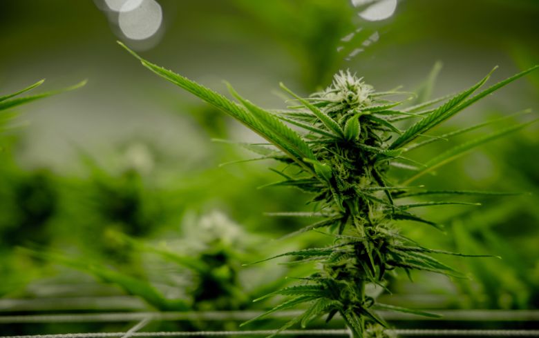 Noticias Cannábicas