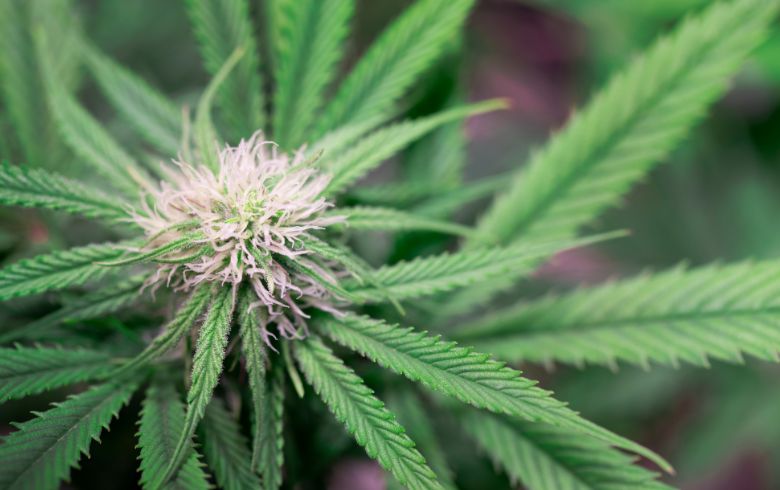 Noticias Cannábicas