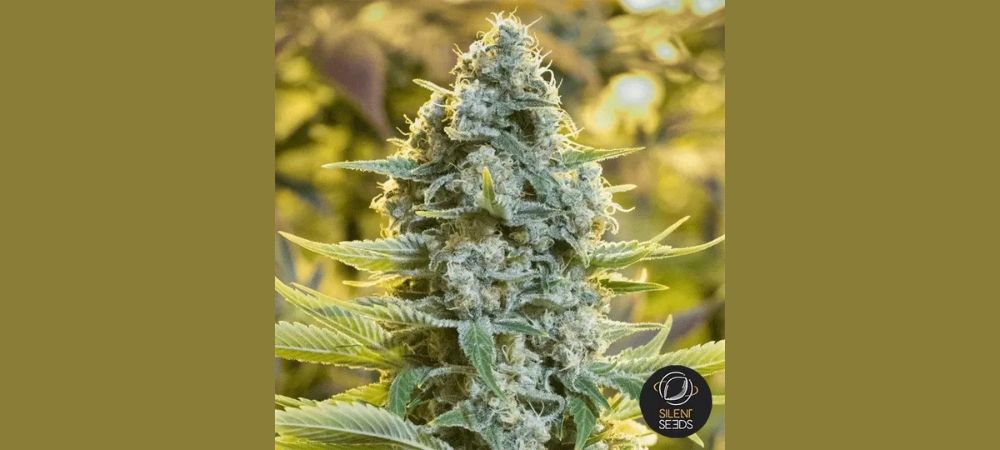 Moby Dick Silent Seeds
