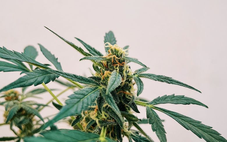 Noticias Cannábicas