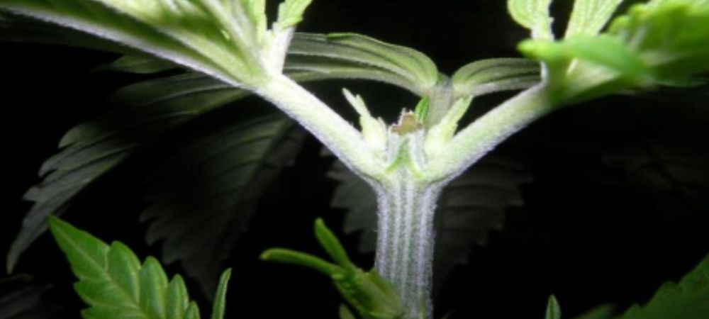 Tipos de podas en plantas de marihuana poda apical Poda Apical