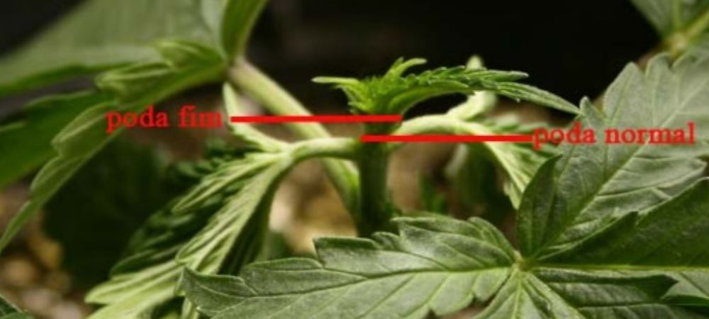 Tipos de podas en plantas de marihuana poda fim Poda FIM