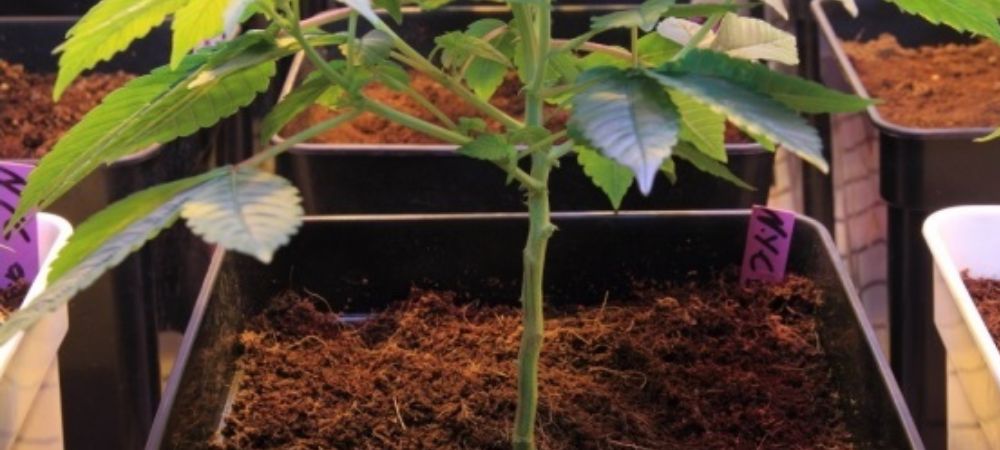 Tipos de podas en plantas de marihuana poda lollypop Poda Lollipop