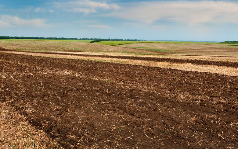 Noticias Cannábicas