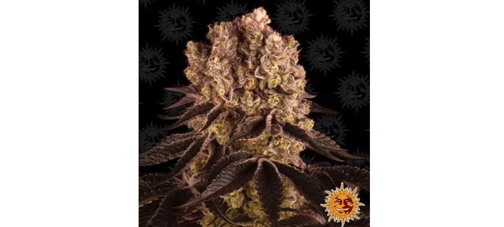Purple Punch mejores semillas indoor