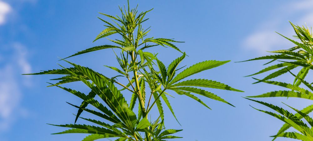 Qué beneficios tiene la marihuana