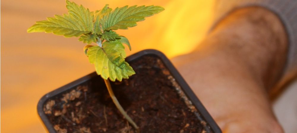 tamaño ideal para el trasplante de marihuana en semillas autoflorecientes a su maceta final