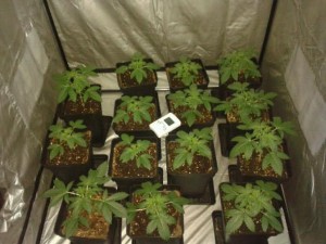 Tipps für mehr Cannabis Produktion