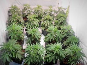 seguimiento peyote cookies