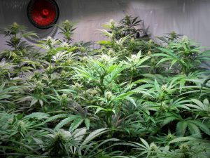 seguimiento peyote cookies