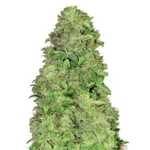 marijuana con alto contenuto in cbd