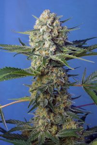 Crystal Candy F1 Fast Version® (SWS73) crystal candy fast version