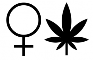 role de la femme dans l'industrie cannabique