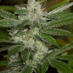 chemdawg 