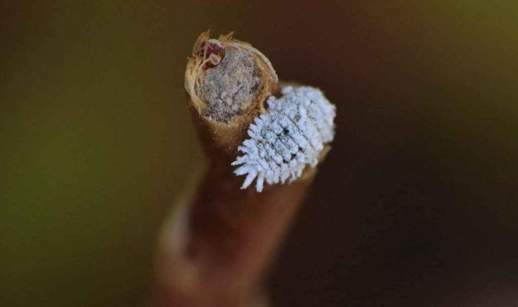 ¿Cómo eliminar la cochinilla algodonosa?