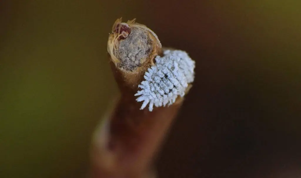 cochenille farineuse