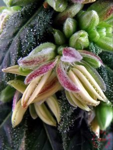 comment faire des graines feminisees