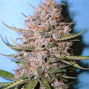 cbd marijuana