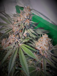 Noticias Cannábicas