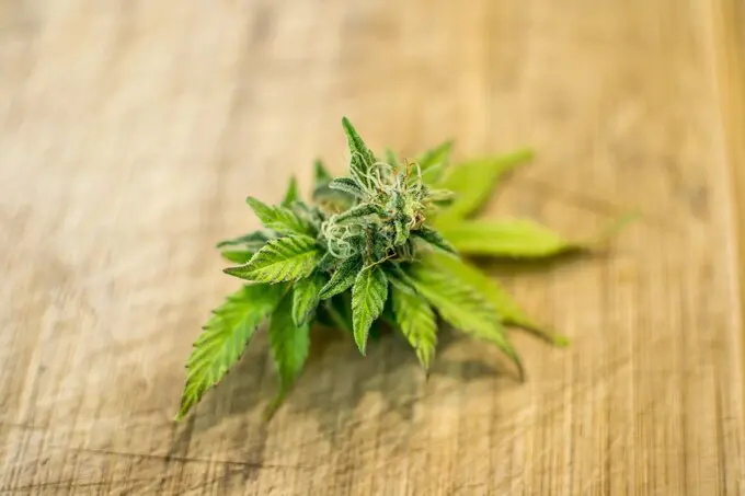 complete cannabis regulation